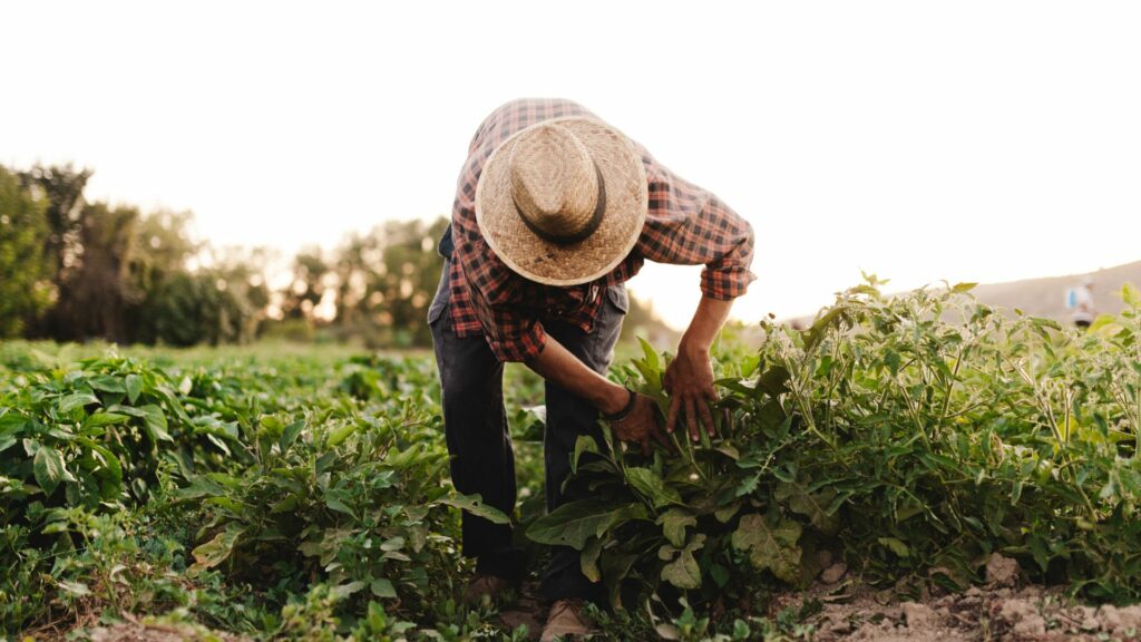 Granjero Agroalimentaria